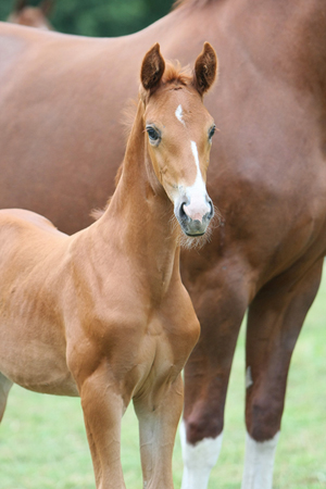 Soliman de Hus x Lauries Crusador